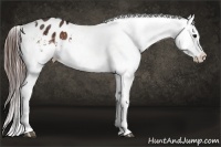 Horse Color:White Spotted Bay Splash Appaloosa