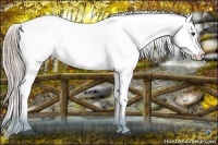 Horse Color:Chocolate Palomino Onyx Appaloosa