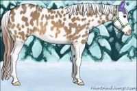 Horse Color:Bay Dun Splash Appaloosa 