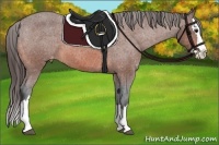 Horse Color:Bay Sabino Splash Varnish