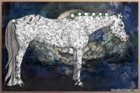 Horse Color:Black Appaloosa