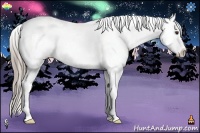 Horse Color:Chocolate Palomino Appaloosa 