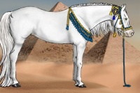 Horse Color:Watercolor Silver Amber Champagne Dun Appaloosa 