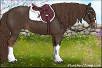 Horse Color:Liver Chestnut 