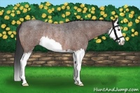 Horse Color:Bay Roan Splash Rabicano 