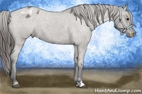 Horse Color:Grullo Roan Varnish 