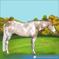 Horse Color:White Spotted Silver Brown Dun