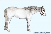 Horse Color:White Spotted Silver Black Sabino 
