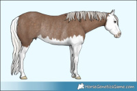 Horse Color:Silver Black Splash Rabicano 