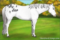 Horse Color:Blue Roan Appaloosa 
