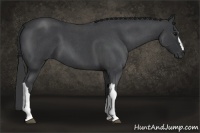 Horse Color:Blue Roan 