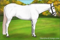 Horse Color:Chestnut Appaloosa 
