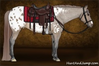 Horse Color:Brown Dun Appaloosa 