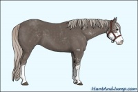 Horse Color:Silver Black Sabino 