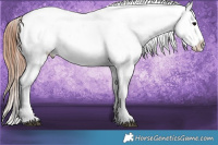 Horse Color:Black Appaloosa  and Black Appaloosa