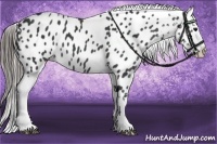 Horse Color:Black Appaloosa Brindle