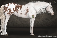 Horse Color:Chestnut Appaloosa