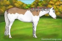 Horse Color:Silver Bay Dun Splash 