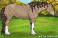 Horse Color:Classic Champagne 