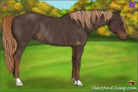 Horse Color:Liver Chestnut Rabicano 