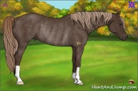 Horse Color:Liver Chestnut Rabicano 