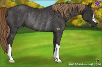 Horse Color:Liver Chestnut Rabicano 