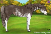 Horse Color:Liver Chestnut Sabino