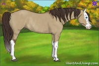 Horse Color:Liver Red Dun Splash Rabicano 