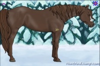 Horse Color:Liver Chestnut 