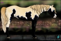 Horse Color:Red Dun Splash