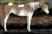 Horse Color:White Spotted Liver Red Dun Tobiano 