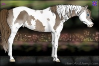 Horse Color:Liver Chestnut Splash Tobiano