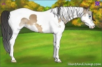 Horse Color:Bay Dun Splash Tobiano