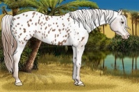 Horse Color:Chestnut Appaloosa 