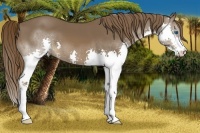 Horse Color:Liver Chestnut Splash 