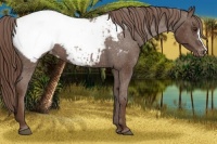 Horse Color:Liver Chestnut Snowcap 