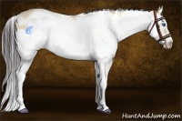 Horse Color:Amber Champagne Dun Sabino Splash Frame 