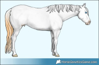 Horse Color:White Spotted Buckskin Dun Splash Frame Near Leopard Rabicano 