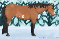 Horse Color:Bay Frame 
