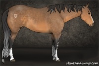 Horse Color:White Spotted Buckskin 