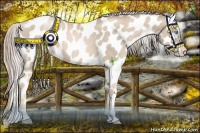 Horse Color:Chocolate Palomino Pearl Appaloosa 