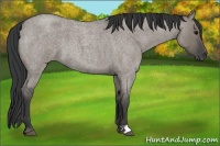 Horse Color:Grullo Roan