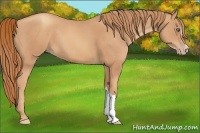 Horse Color:Gold Champagne 