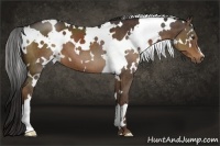Horse Color:White Spotted Liver Chestnut  Brindle