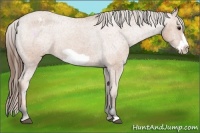 Horse Color:Bay Frame Appaloosa 
