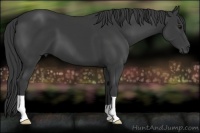 Horse Color:Smoky Black 