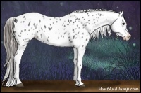 Horse Color:White Spotted Blue Roan Splash Frame Appaloosa