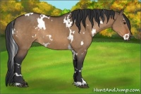 Horse Color:White Spotted Bay Dun Rabicano
