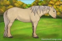 Horse Color:Palomino Roan Dun Sabino Rabicano 