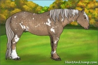 Horse Color:White Spotted Chocolate Palomino Rabicano